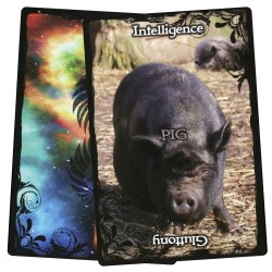 Animal Guidance & Aspects Oracle Cards