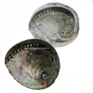 Abalone Schelp Kopen 16-19 cm