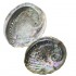 Abalone Schelp Kopen 12-15 cm *