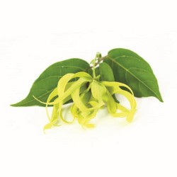Etherische Olie Ylang Ylang 10 ml