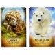 The Ark Animal Tarot & Oracle Cards Deck Bernadette King