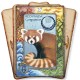 World Animal Dreaming Oracle Cards Scott Alexander King